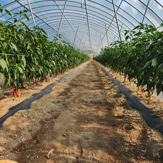 유원준님의 고추 · 영농일지 작성글 사진