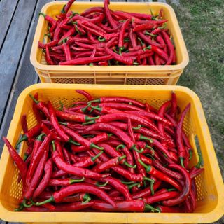 유원준님의 고추 · 영농일지 작성글 사진