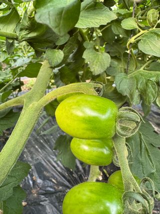연재홍님의 토마토 · 영농일지 작성글 사진