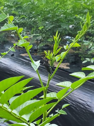 배정준님의 기타작물 · 영농일지 작성글 사진