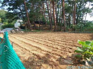 황대헌님의 들깨 · 영농일지 작성글 사진