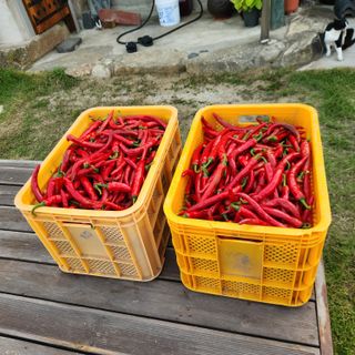 유원준님의 고추 · 영농일지 작성글 사진