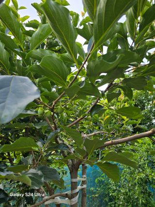 소병찬님의 고추 · 영농일지 작성글 사진