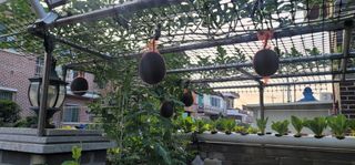 신영식님의 기타작물 · 영농일지 작성글 사진