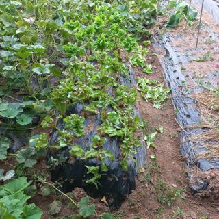 김건우님의 콩 · 영농일지 작성글 사진