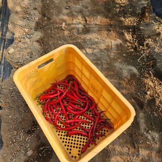 유원준님의 고추 · 영농일지 작성글 사진