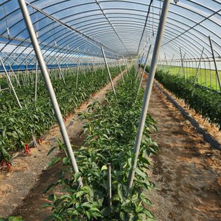 유원준님의 고추 · 영농일지 작성글 사진