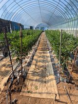 팜모닝 고추·영농일지 게시글 이미지