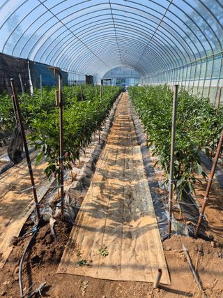 지종환님의 고추 · 영농일지 작성글 사진