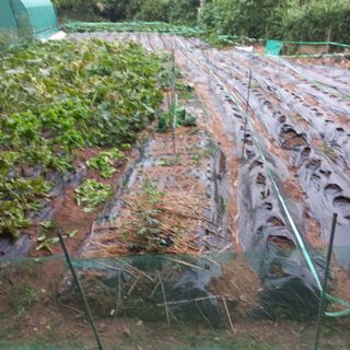 김건우님의 콩 · 영농일지 작성글 사진