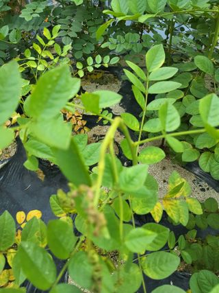 배정준님의 기타작물 · 영농일지 작성글 사진