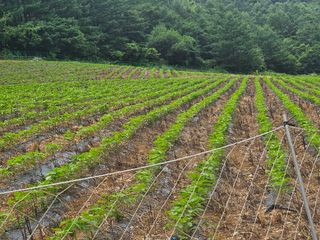 김병관님의 콩 · 영농일지 작성글 사진