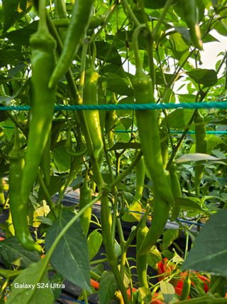 소병찬님의 고추 · 영농일지 작성글 사진