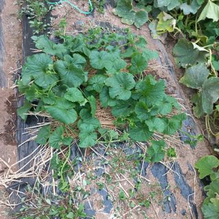 김건우님의 콩 · 영농일지 작성글 사진