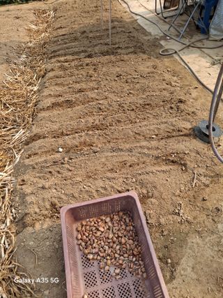 행복한누룩님의 파 · 영농일지 작성글 사진