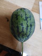 팜모닝 기타작물·영농일지 게시글 이미지