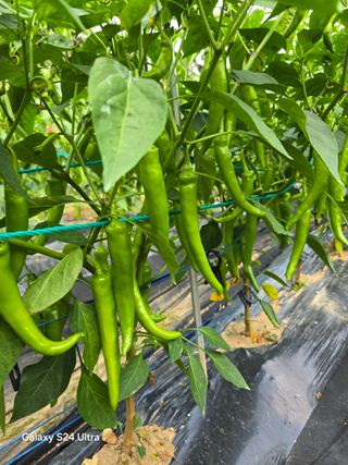 소병찬님의 고추 · 영농일지 작성글 사진