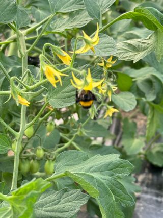 연재홍님의 토마토 · 영농일지 작성글 사진