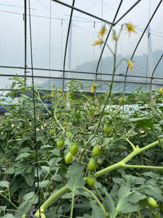 연재홍님의 토마토 · 영농일지 작성글 사진