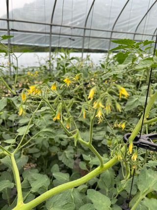 연재홍님의 토마토 · 영농일지 작성글 사진