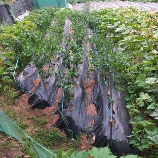 김건우님의 콩 · 영농일지 작성글 사진