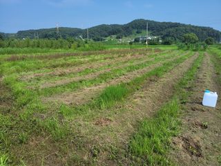 백상진님의 들깨 · 영농일지 작성글 사진