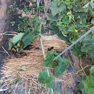 김건우님의 콩 · 영농일지 작성글 사진