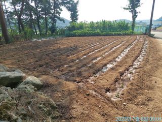 황대헌님의 들깨 · 영농일지 작성글 사진