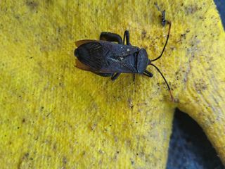 배정준님의 기타작물 · 영농일지 작성글 사진