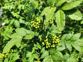 김재현님의 기타작물 · 영농일지 작성글 사진