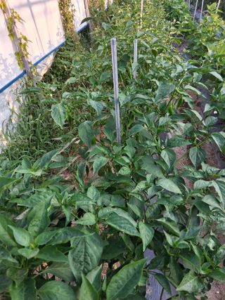 양파15542님의 기타작물 · 영농일지 작성글 사진