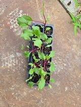 팜모닝 기타작물·영농일지 게시글 이미지