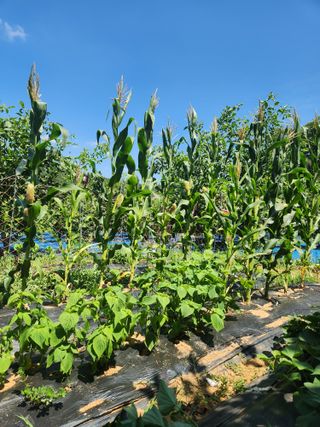 김영옥님의 블루베리 · 영농일지 작성글 사진