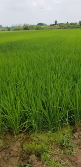 팜모닝 기타작물·영농일지 게시글 이미지