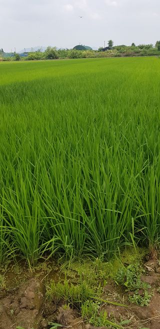 수원농군님의 기타작물 · 영농일지 작성글 사진