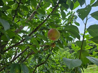 강호지인님의 기타작물 · 영농일지 작성글 사진