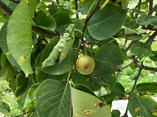 강호지인님의 기타작물 · 영농일지 작성글 사진