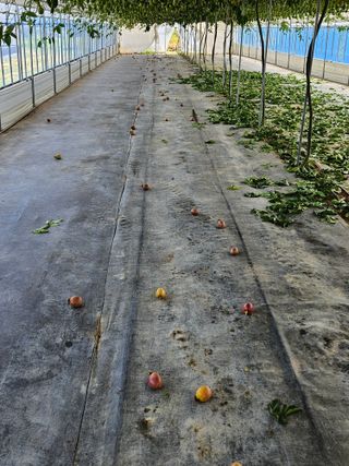 박미라님의 기타작물 · 영농일지 작성글 사진