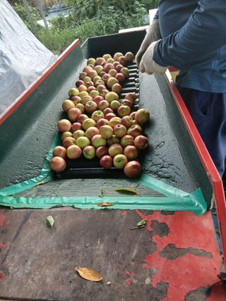 성재엄마님의 기타작물 · 영농일지 작성글 사진
