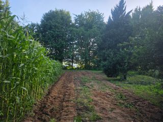 땍은이님의 블루베리 · 영농일지 작성글 사진