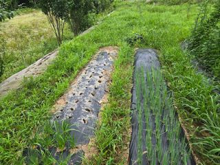 강호지인님의 기타작물 · 영농일지 작성글 사진