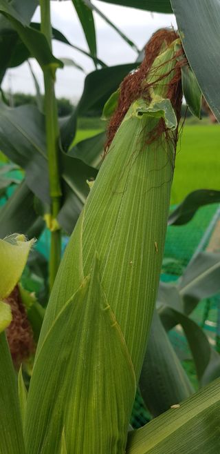 수원농군님의 기타작물 · 영농일지 작성글 사진