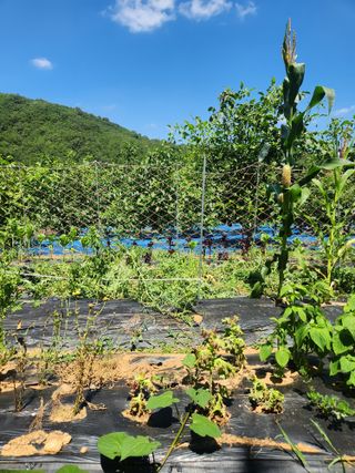 김영옥님의 블루베리 · 영농일지 작성글 사진