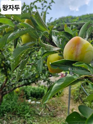 낙엽교목류21691님의 기타작물 · 영농일지 작성글 사진