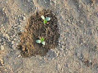 박원봉님의 호박 · 영농일지 작성글 사진