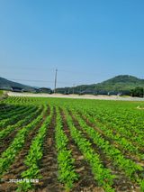 팜모닝 콩·영농일지 게시글 이미지