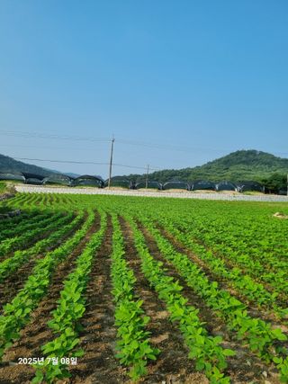류해창(제비울농부]님의 콩 · 영농일지 작성글 사진