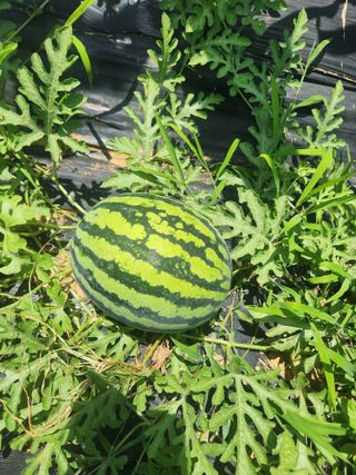 김영옥님의 블루베리 · 영농일지 작성글 사진