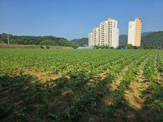 이병현님의 콩 · 영농일지 작성글 사진