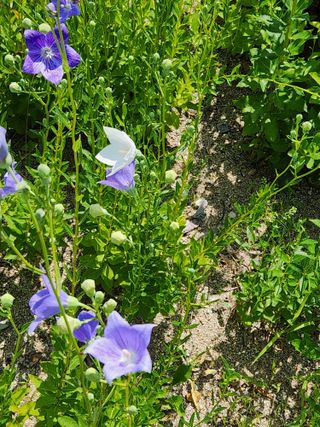 김영옥님의 블루베리 · 영농일지 작성글 사진